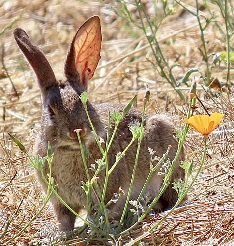 California poppy (Eschscholzia californica)