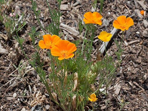 California poppy: California poppy
