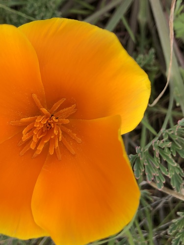 California poppy (Eschscholzia californica)