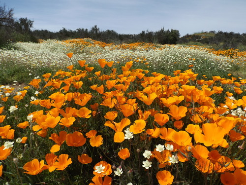California poppy (Eschscholzia californica)