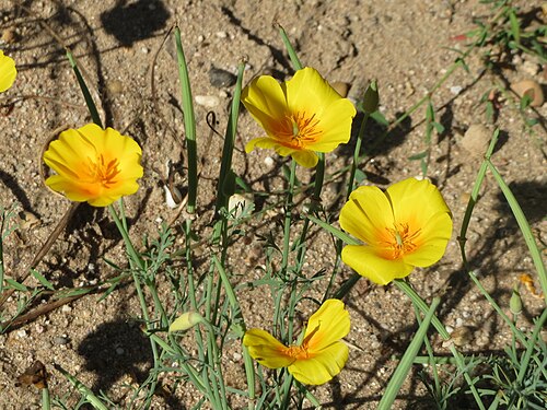 California poppy: Verwilderter Kalifornischer Mohn ( Eschscholzia californica ) bei Reilingen
