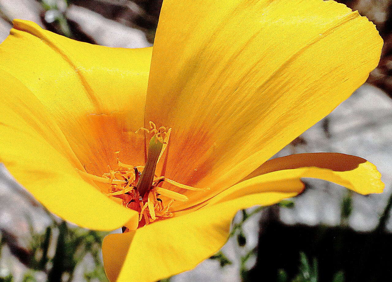 Desert golden-poppy: Desert poppy, Papaveraceae Eschscholzia glytosperma; March, 2020 in the Phoenix Mountain Preserve, Phoenix, AZ, U.S.