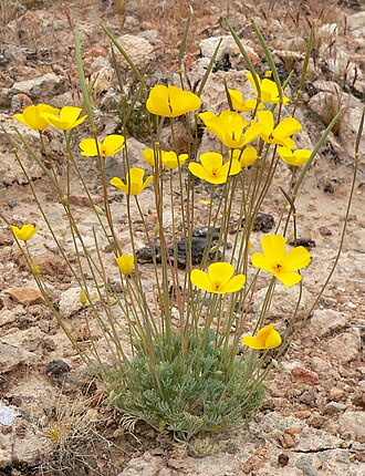 Desert golden-poppy: Photo of Eschscholzia glyptosperma in the desert west of Las Vegas, Nevada