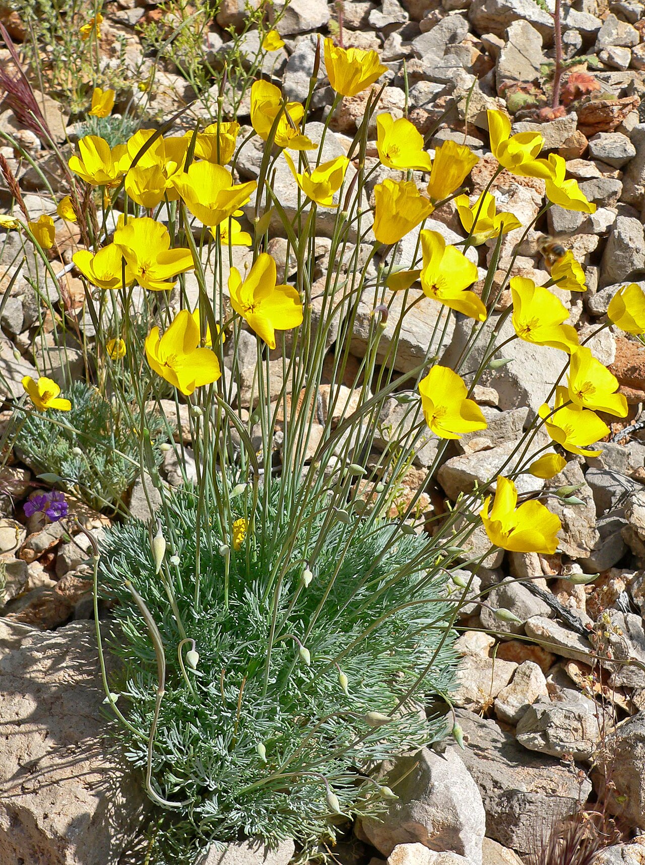 Desert golden-poppy: Photo of Eschscholzia glyptosperma just outside Red Rock Canyon , Nevada