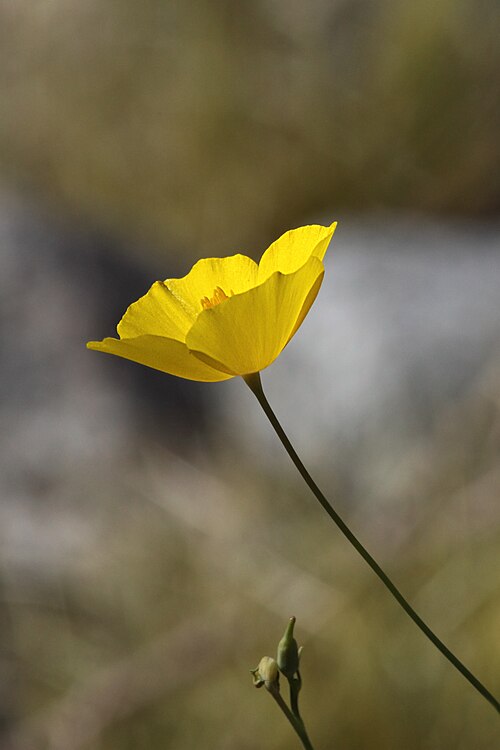 Desert golden-poppy: This poppy is also known as desert goldenpoppy, and Mojave poppy. It is native to the deserts of the southwestern United States. Observed near Ocotillo Wells in