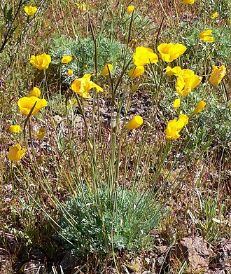 Desert golden-poppy (Eschscholzia glyptosperma)