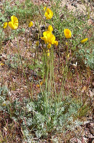 Desert golden-poppy (Eschscholzia glyptosperma)