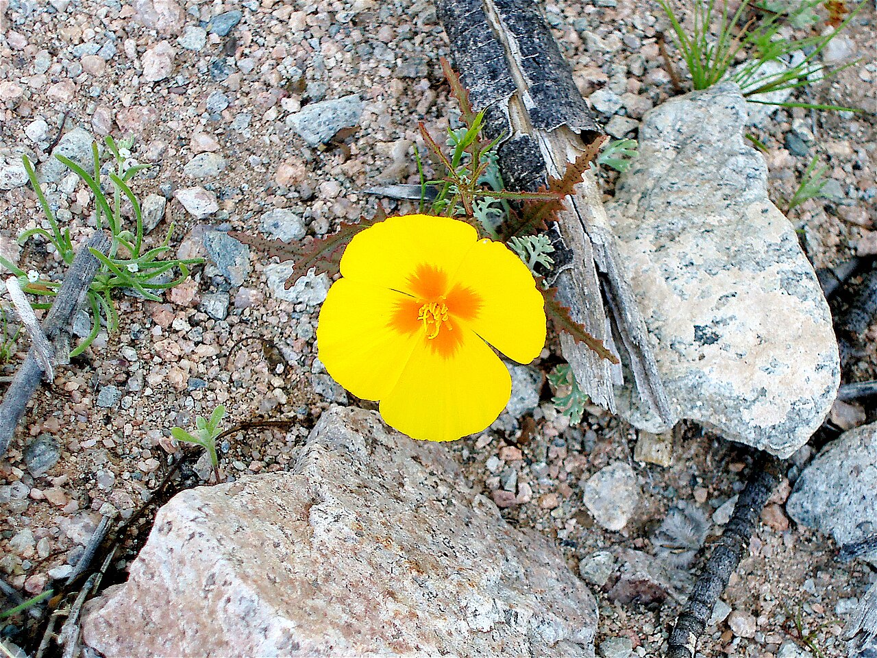 Desert golden-poppy: Eschscholzia glyptosperma at Organ Pipe Cactus National Monument Photo by Teddy Page