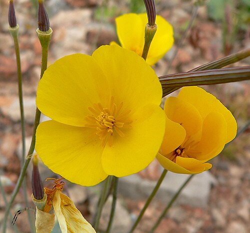 Desert golden-poppy: Eschscholzia glyptosperma — desert golden poppy, flower closeup. In the Mojave Desert west of Las Vegas, Nevada (just off the end of Tropicana Avenue).