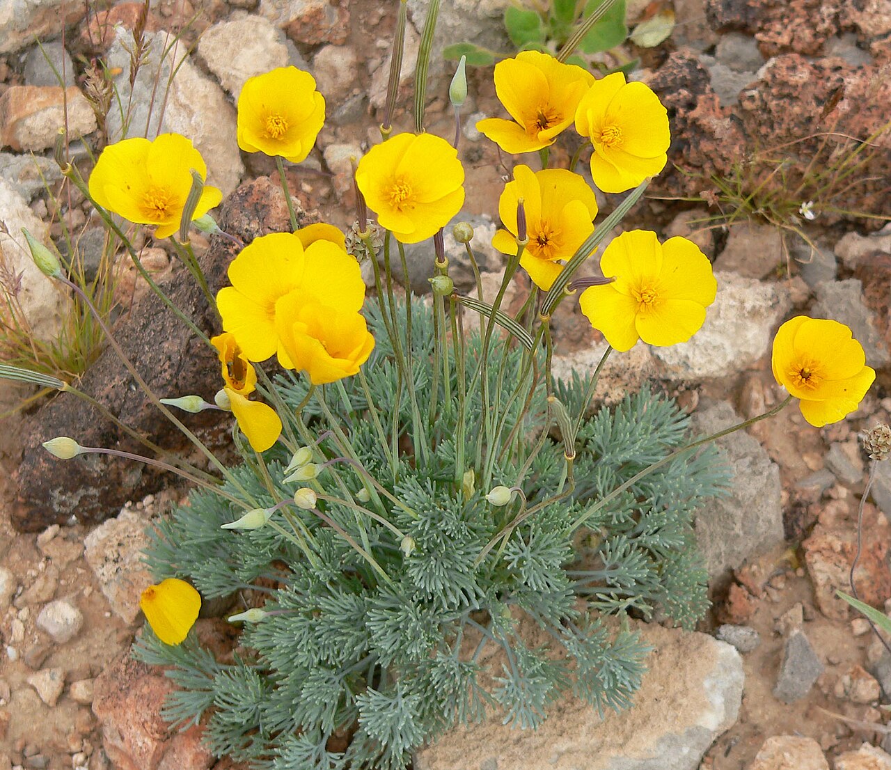 Desert golden-poppy: Photo of Eschscholzia glyptosperma in the desert west of Las Vegas, Nevada