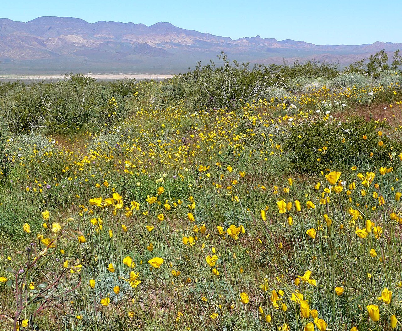 Desert golden-poppy (Eschscholzia glyptosperma)