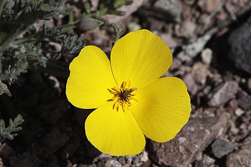 Desert golden-poppy: The desert gold poppy (Eschscholzia glyptosperma) is native to the American Southwest deserts. It is not the same flower as the California poppy which is Eschsc