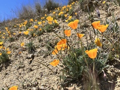 Lemmon's poppy (Eschscholzia lemmonii)