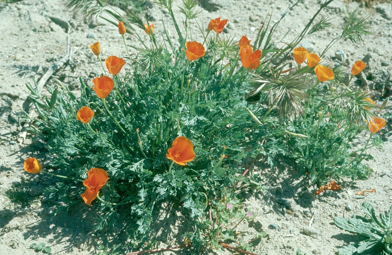 Lemmon's poppy: Eschscholzia lemmonii , California