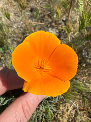 Lemmon's poppy (Eschscholzia lemmonii)
