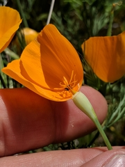 Lemmon's poppy (Eschscholzia lemmonii)