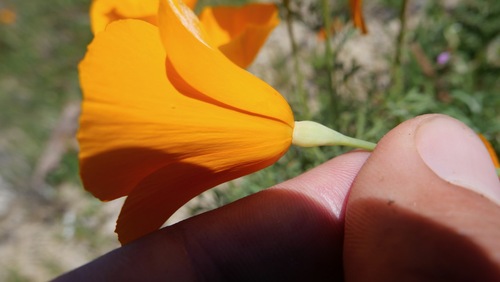Lemmon's poppy (Eschscholzia lemmonii)