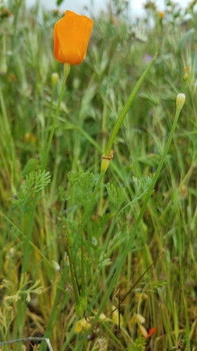 Lemmon's poppy (Eschscholzia lemmonii)