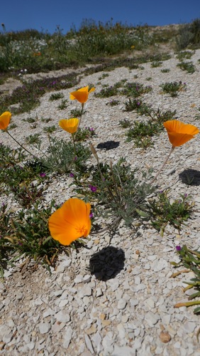 Lemmon's poppy (Eschscholzia lemmonii)