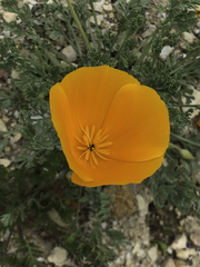Lemmon's poppy (Eschscholzia lemmonii)