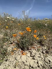 Lemmon's poppy (Eschscholzia lemmonii)