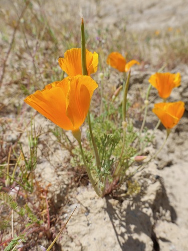 Lemmon's poppy (Eschscholzia lemmonii)