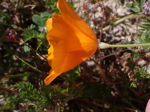 Lemmon's poppy (Eschscholzia lemmonii)