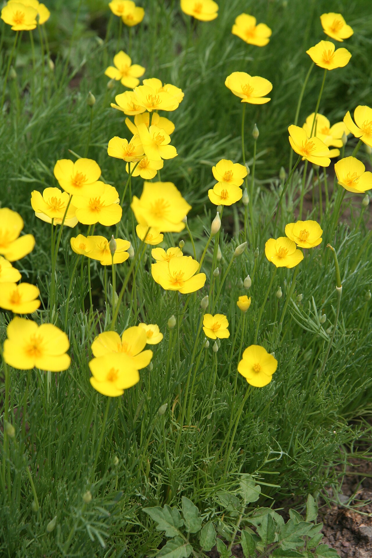 Fryingpans: Eschscholzia lobbii im Botanischen Garten Dresden