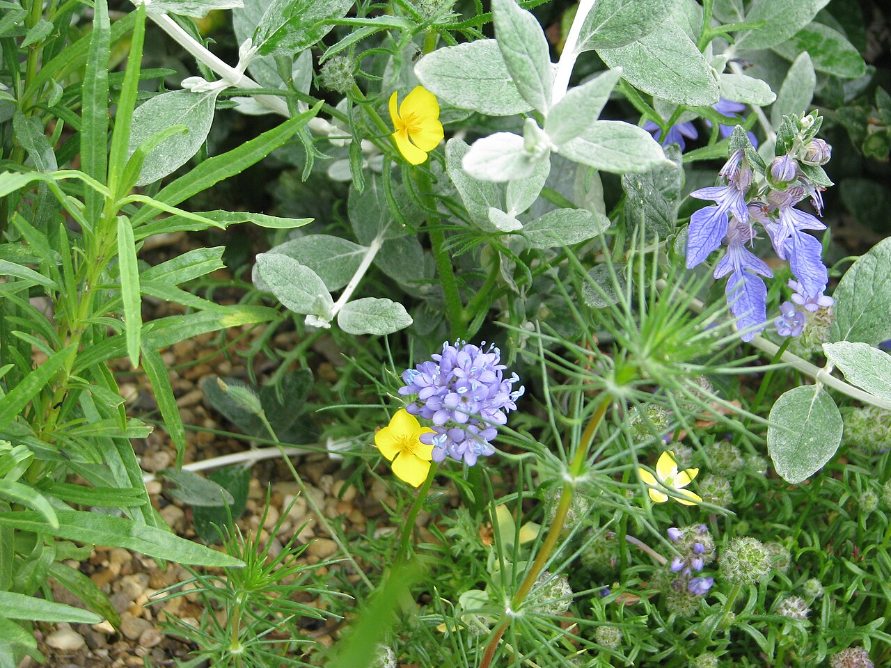 Fryingpans: Another pair of exquisite annuals from Dennis (with Teucrium fruticans Azureum in the background for scale) The Eschscholzia is a gorgeous little Californian po
