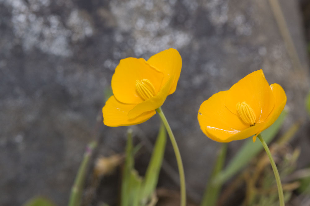 Fryingpans: Eschscholzia lobbii — Frying Pans. These are diminuitive poppies. Crazy common name – I didn't make it up. At Table Mountain, Butte County, California .
