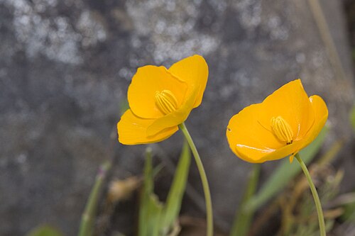 Fryingpans: Eschscholzia lobbii — Frying Pans. These are diminuitive poppies. Crazy common name – I didn't make it up. At Table Mountain, Butte County, California .