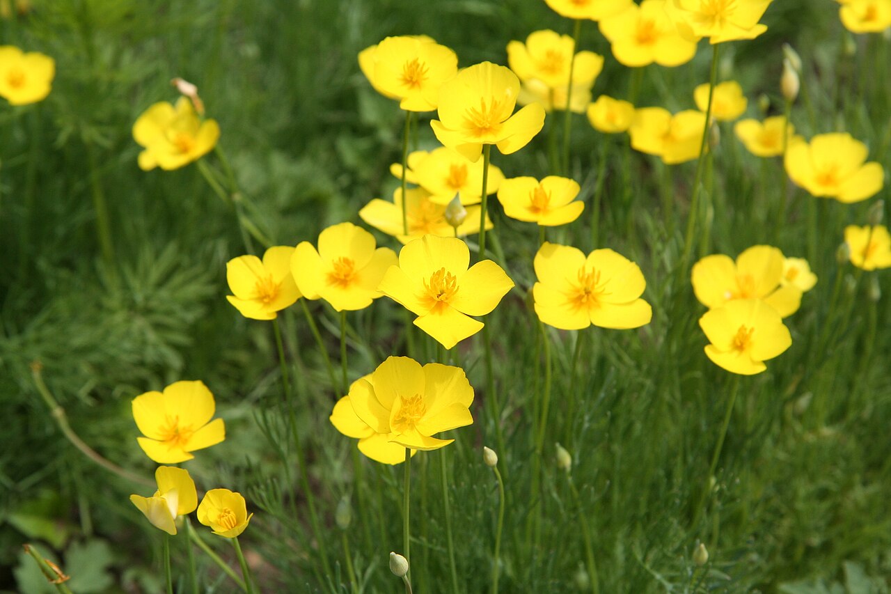 Fryingpans: Eschscholzia lobbii im Botanischen Garten Dresden