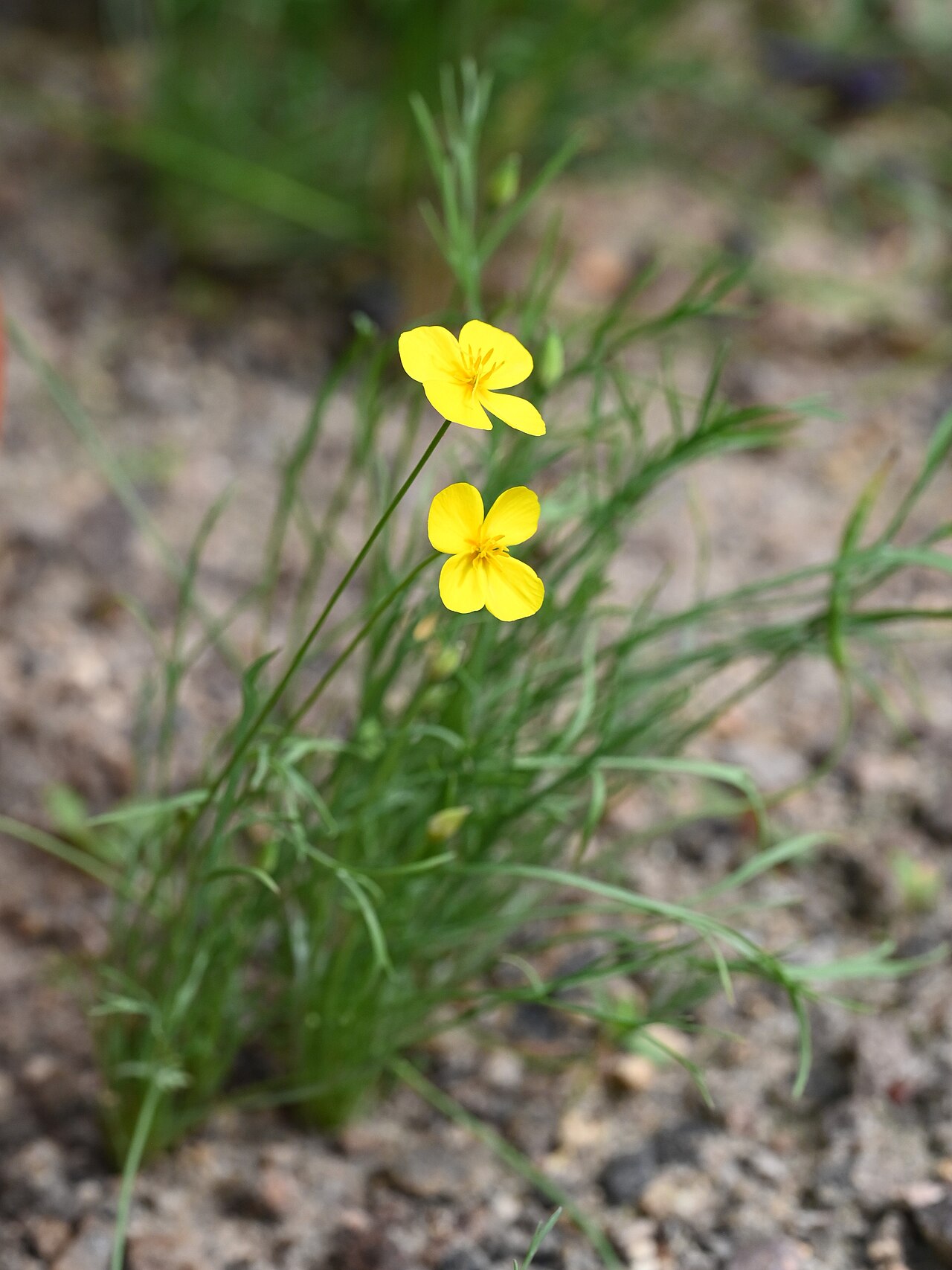 Fryingpans: Eschscholzia lobbii in the Botanischer Garten, Berlin-Dahlem