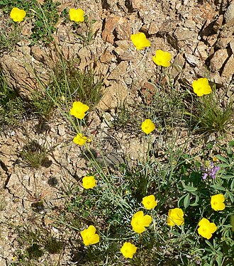 Pygmy poppy: Photo of Eschscholzia minutiflora in Palm Canyon , California