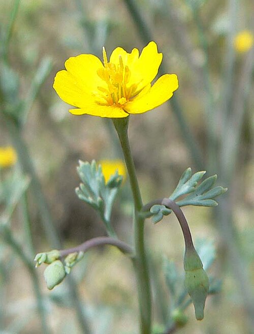 Pygmy poppy (Eschscholzia minutiflora)