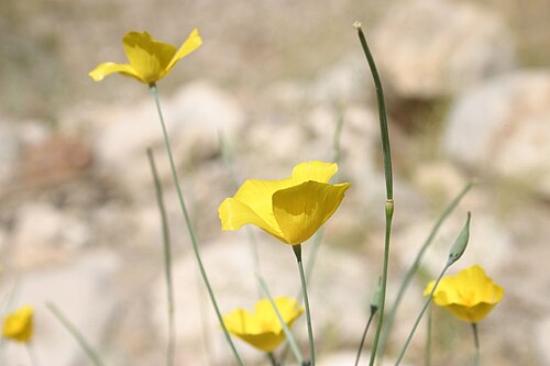 Pygmy poppy: Eschscholzia minutiflora, Coachella Valley, Riverside County, California