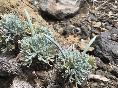 Eschscholzia palmeri (Eschscholzia palmeri)