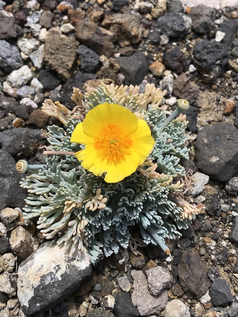 Eschscholzia palmeri (Eschscholzia palmeri)