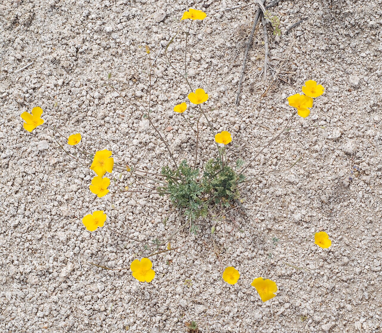 Parish's poppy: Flowering plants of Joshua Tree National Park : Eschscholzia parishii.