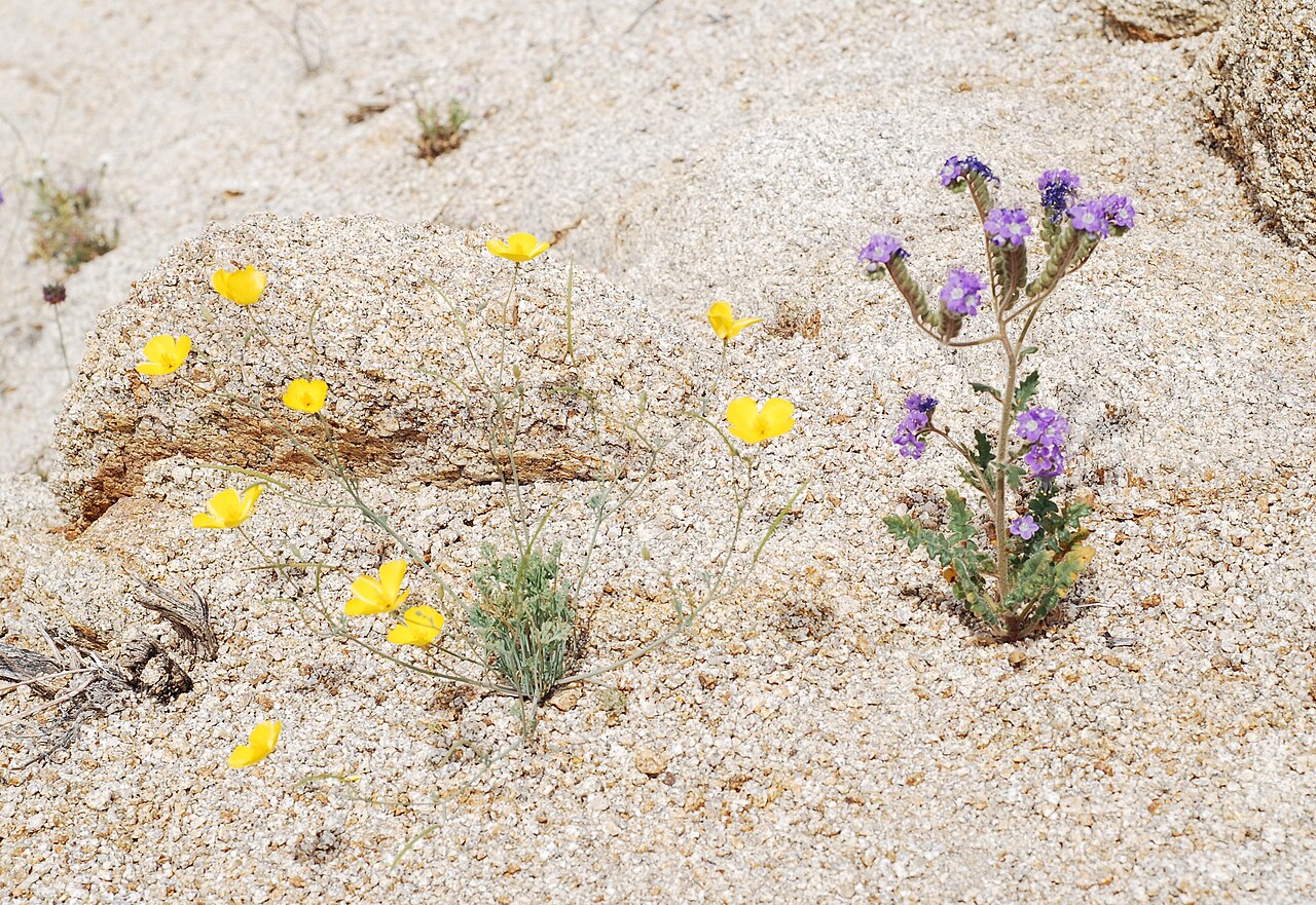 Parish's poppy: Eschscholzia parishii and Phacelia crenulata in Joshua Tree National Park