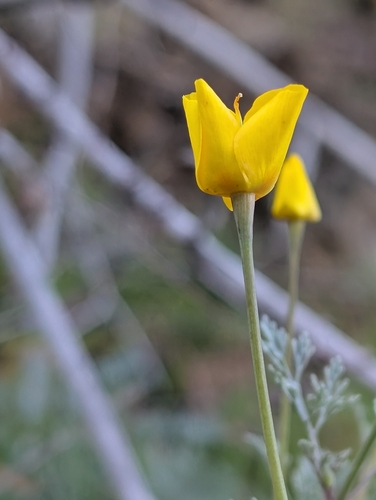 Channel Island poppy (Eschscholzia ramosa)