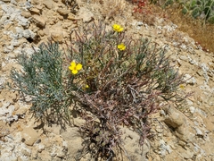 Channel Island poppy (Eschscholzia ramosa)