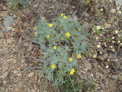 Channel Island poppy (Eschscholzia ramosa)