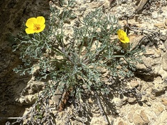 Channel Island poppy (Eschscholzia ramosa)