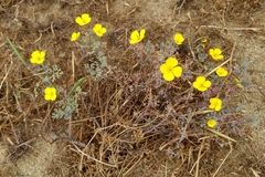 Channel Island poppy (Eschscholzia ramosa)