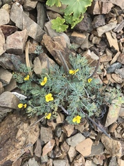 Channel Island poppy (Eschscholzia ramosa)