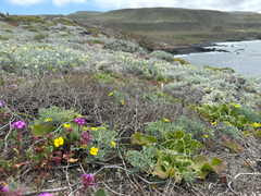 Channel Island poppy (Eschscholzia ramosa)
