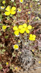 Channel Island poppy (Eschscholzia ramosa)