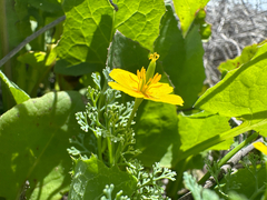 Channel Island poppy (Eschscholzia ramosa)