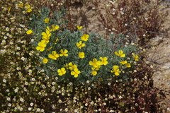 Channel Island poppy (Eschscholzia ramosa)